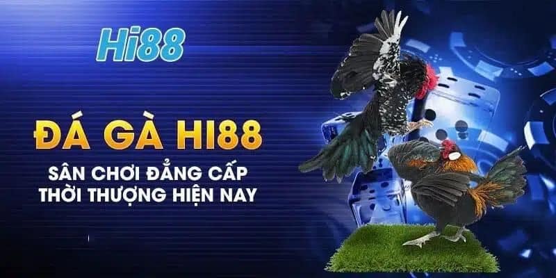 Nắm rõ thông tin đá gà Hi88