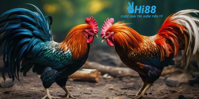 bí quyết chơi đá gà