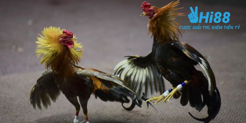 bí quyết chơi đá gà Bật mí những bí quyết chơi đá gà đỉnh cao