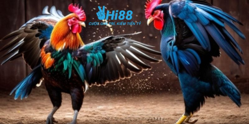 bí quyết chơi đá gà Đá gà online là gì?