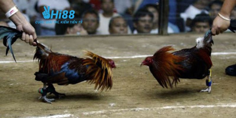 đá gà cựa sắt Campuchia Chơi đá gà cựa sắt Campuchia tại Hi88: Hướng dẫn chi tiết