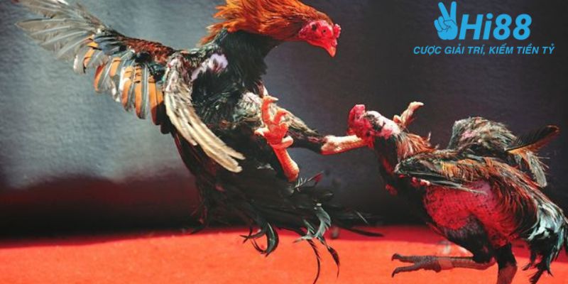 đá gà trực tiếp trên mạng Những lợi ích khi tham gia đá gà trực tiếp trên mạng