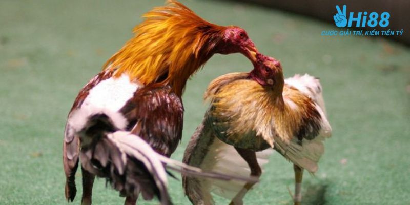 đá gà trực tiếp trên mạng Giải đáp chơi đá gà trực tiếp trên mạng có an toàn không?