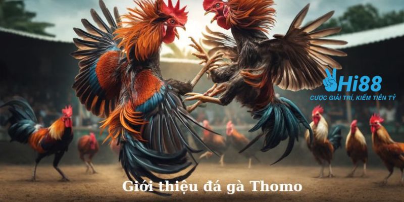 gà đá trực tiếp Thomo Tìm hiểu tổng quan về gà đá trực tiếp Thomo