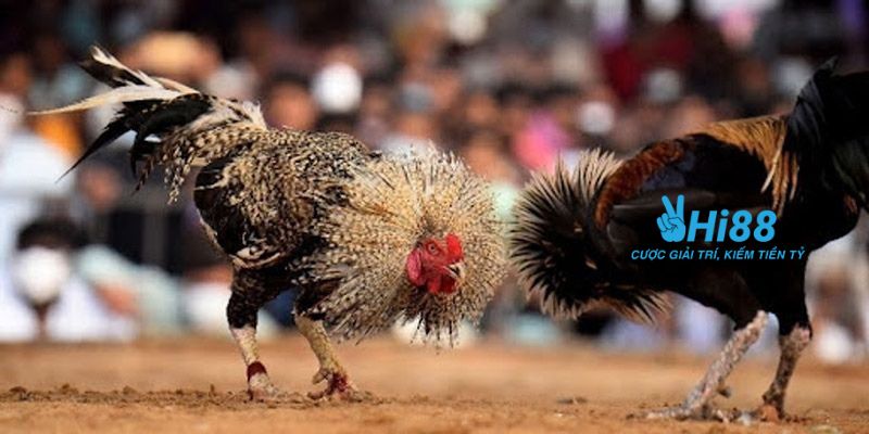 gà đá trực tiếp Thomo Lý do nên theo dõi gà đá trực tiếp Thomo