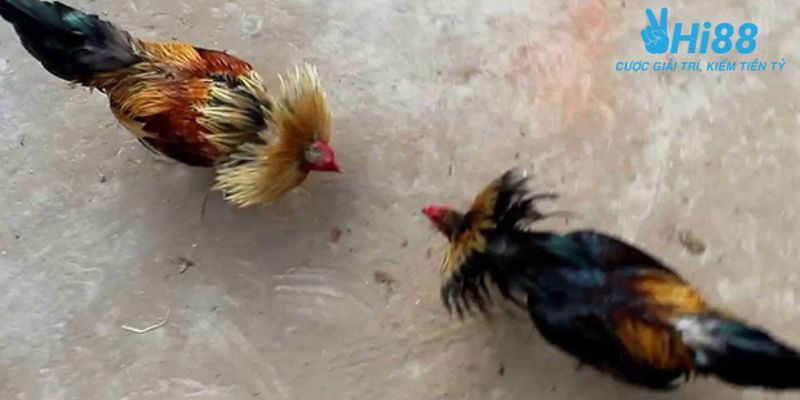 trực tiếp đá gà tre Trải nghiệm trực tiếp đá gà tre tại nhà cái uy tín