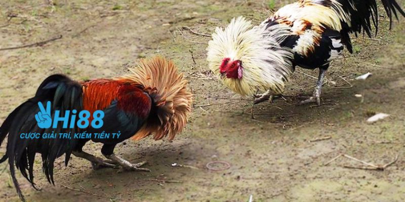 trực tiếp đá gà tre Hướng dẫn cách tham gia trực tiếp đá gà tre tại nhà cái