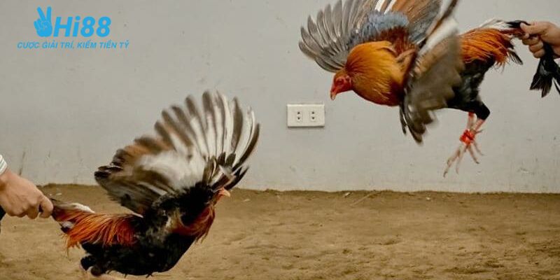 trực tiếp đá gà tre Những yếu tố cần lưu ý khi tham gia cược trực tiếp đá gà tre