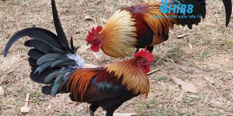 trực tiếp đá gà tre