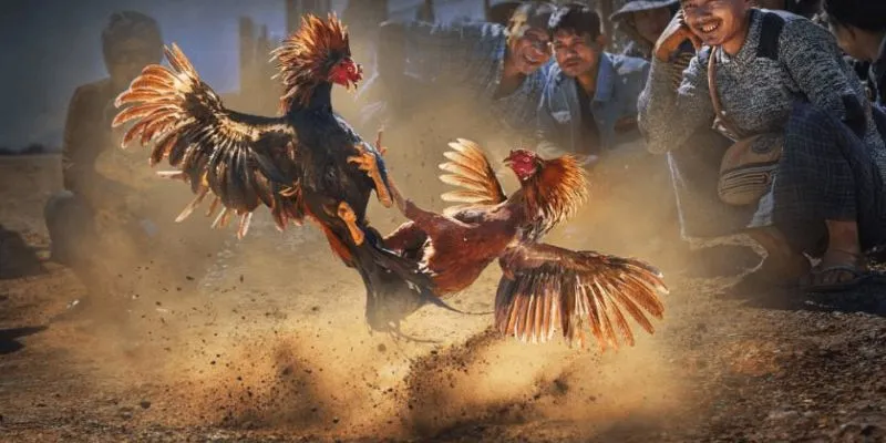 Quy định và luật lệ sẽ giúp tăng khả năng thắng cược của người chơi