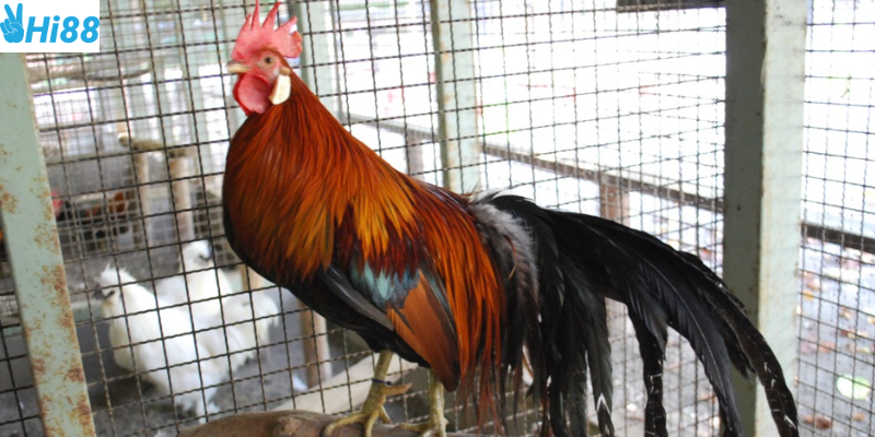 Cách chọn chiến kê cần dựa trên nhiều yếu tố