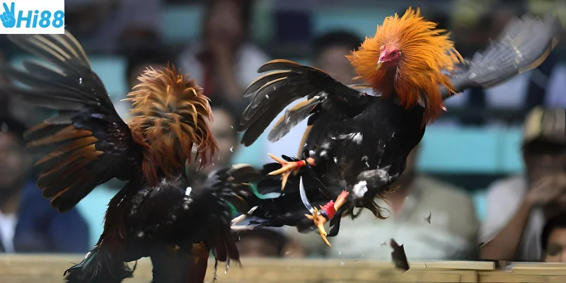 Chọn đúng gà chiến giúp bạn chiến thắng