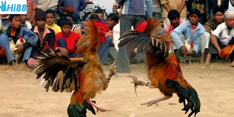 Đá gà 888 trận chiến hấp dẫn từng chi tiết