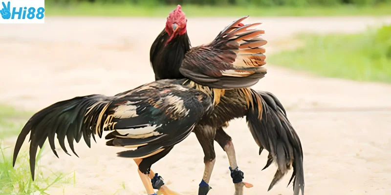 Nghiên cứu kỹ chiến kê giúp bạn thắng lớn