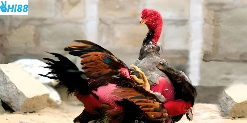 Đá gà đòn những trận chiến hấp dẫn