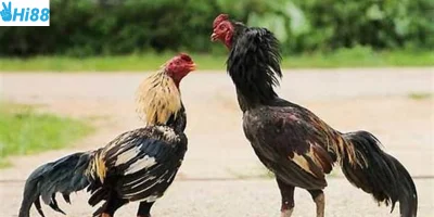 Tham gia cá cược đá gà tại Hi88 đơn giản
