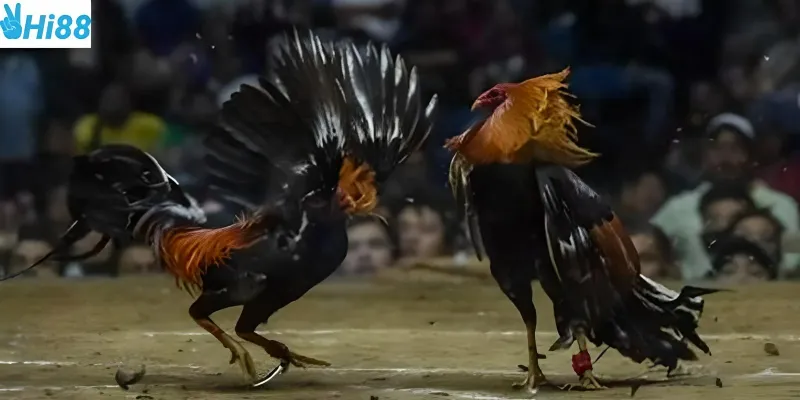 Dễ dàng theo dõi và cá cược chọi gà trực tuyến tại Hi88