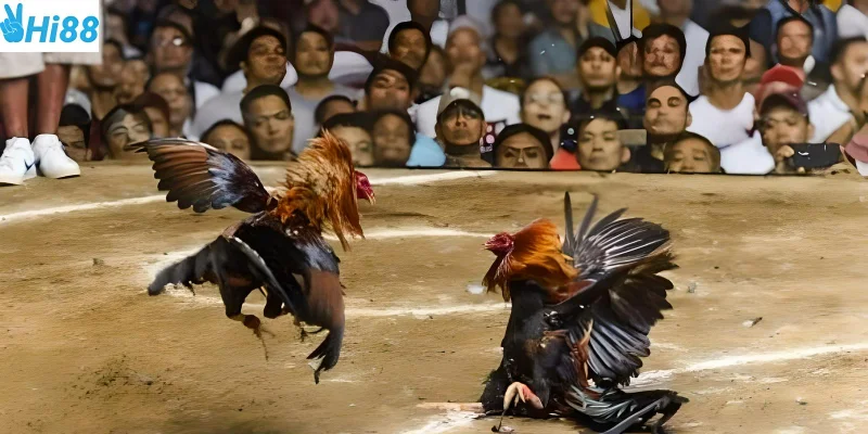 Nắm vững các quy định khi tham gia cá cược