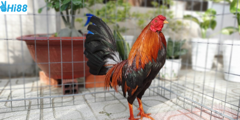 Tham gia giao dịch chiến kê một cách dễ dàng