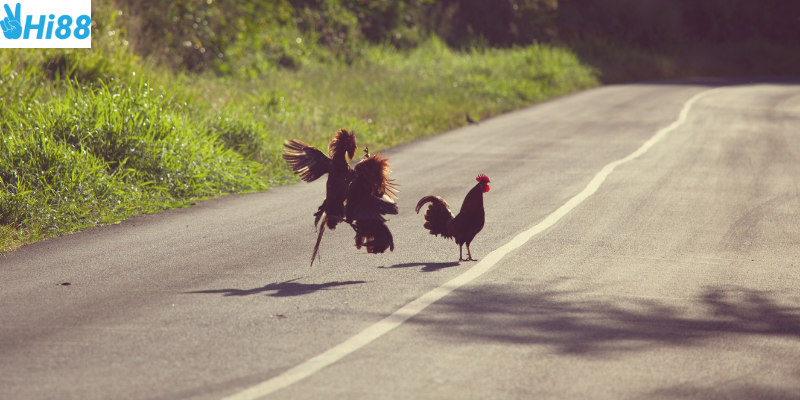 Bình luận viên chuyên nghiệp và hình ảnh sắc nét