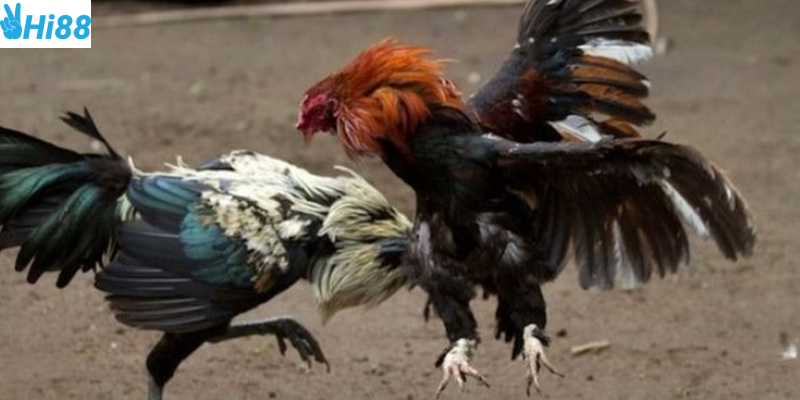 Cách đặt cược trực tiếp đơn giản