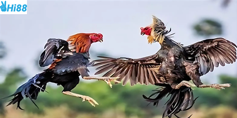 Tham gia nhanh chóng chỉ với vài bước