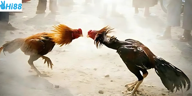 Trải nghiệm hình ảnh sắc nét tại Hi88