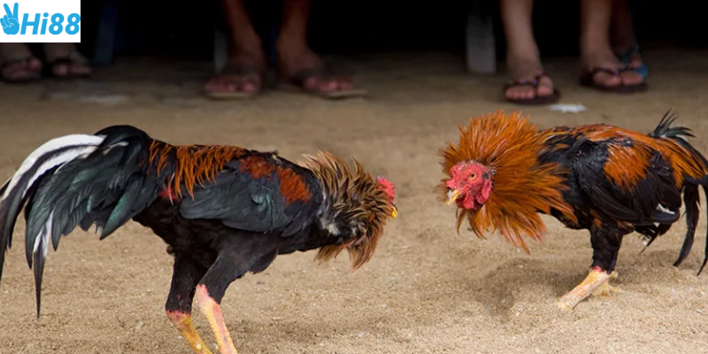 Chiến thuật cân bằng và đánh giá đối thủ