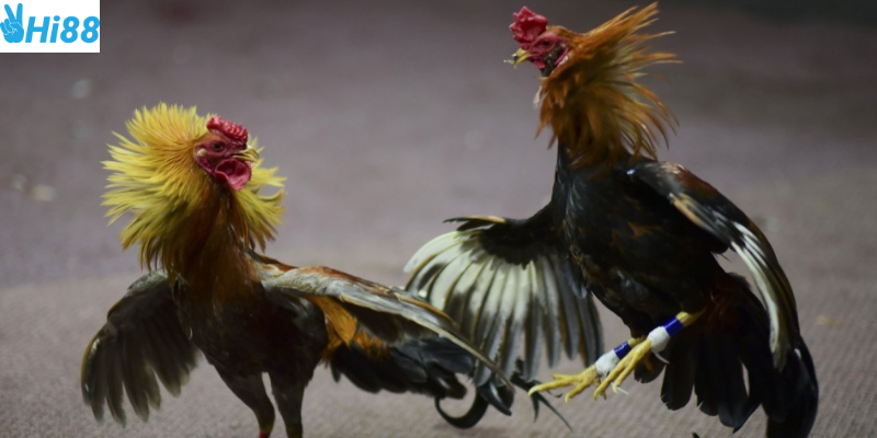 Chọn chiến kê phù hợp và mẹo cược thông minh