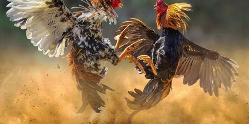 Giới thiệu tổng quan về game cá cược đá gà hàng xáo