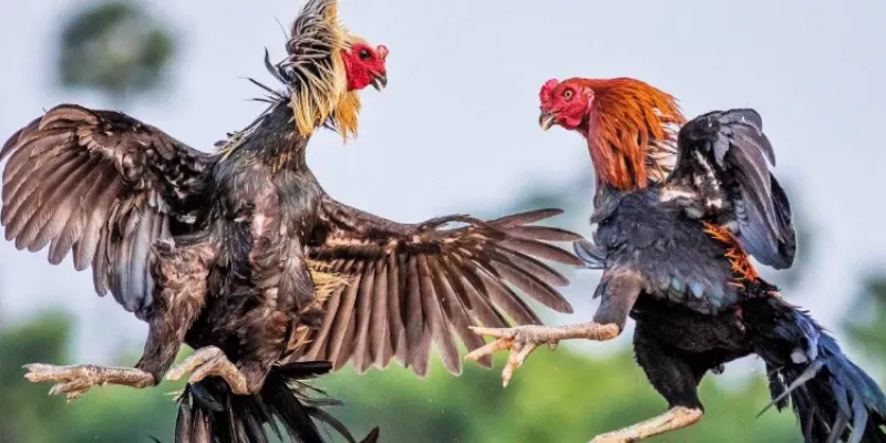 Bí kíp chơi đá gà thắng lớn