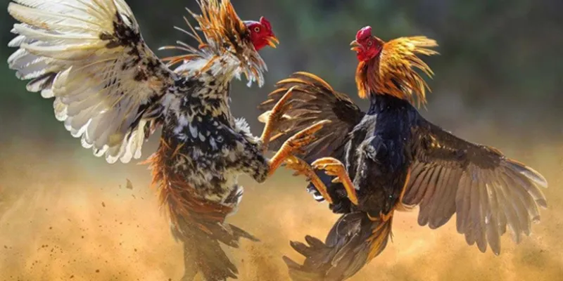 Quy tắc chơi đá gà cơ bản