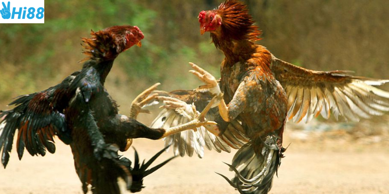 Hệ thống cược minh bạch và tỷ lệ cạnh tranh