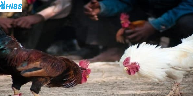 Khám phá đá gà kiểu cổ điển Việt Nam cùng nhà cái