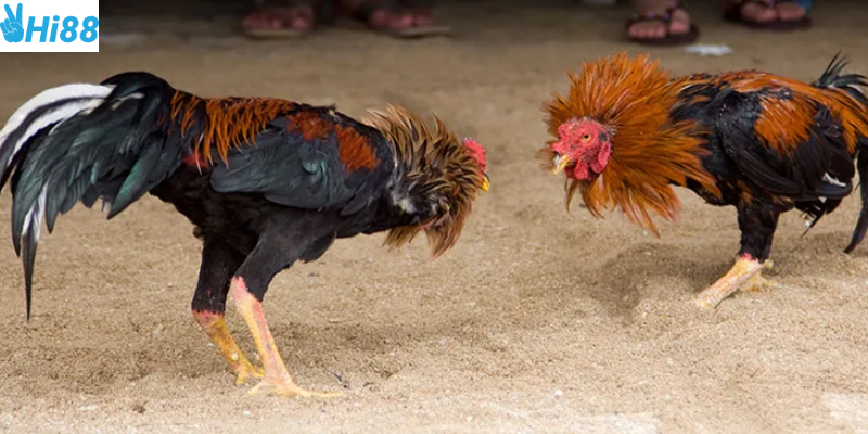 Nhiều trận đấu kịch tính và khuyến mãi hấp dẫn