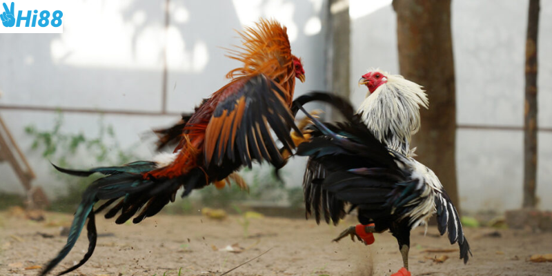 Tham gia đấu trường gà sắt Philippines cùng nhà cái