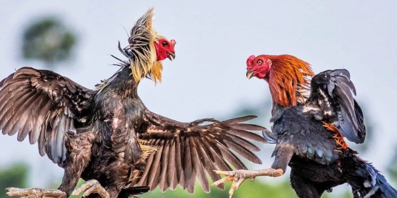 Chiến kê nổi bật trong giải đấu