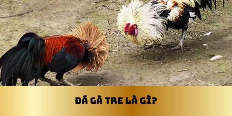 Giới thiệu về đá gà tre