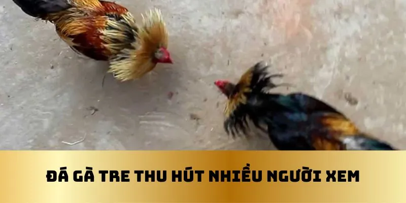 Các trận đá gà tre luôn khiến nhiều người phấn khích