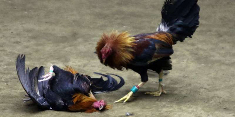 Lập kế hoạch cược cụ thể để tránh mất kiểm soát tài chính