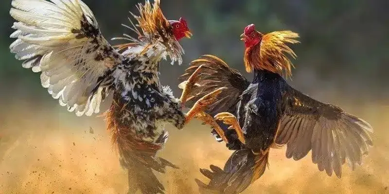 Các chiến lược đá gà hiệu quả cho người mới