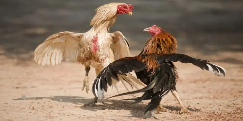 3 mẹo cược cực hay khi tham gia cá cược