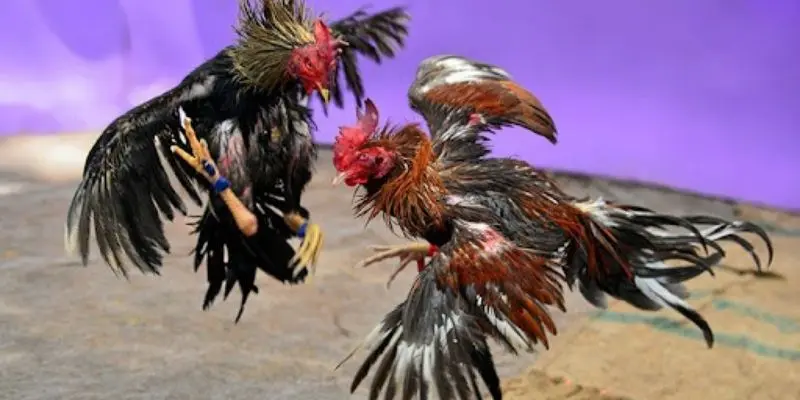 Ưu điểm nổi bật loại hình đá gà này mang lại