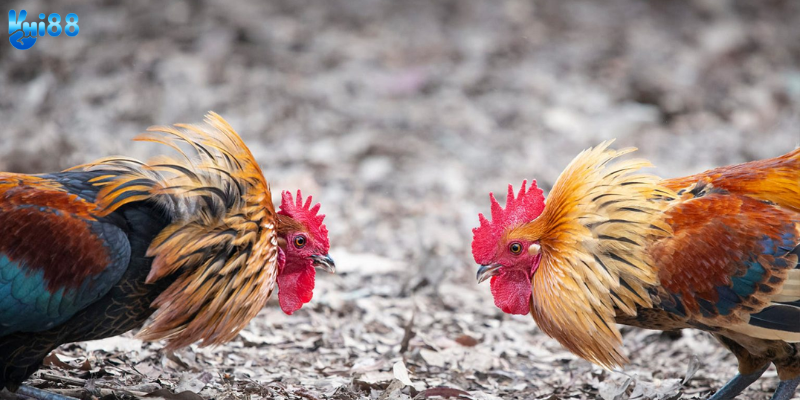 Cách thức theo dõi nhanh chóng