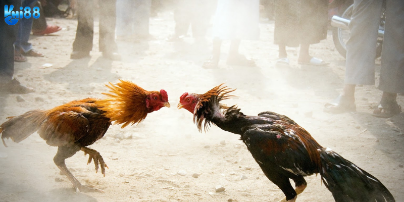 Lịch thi đấu và các trận đấu hấp dẫn