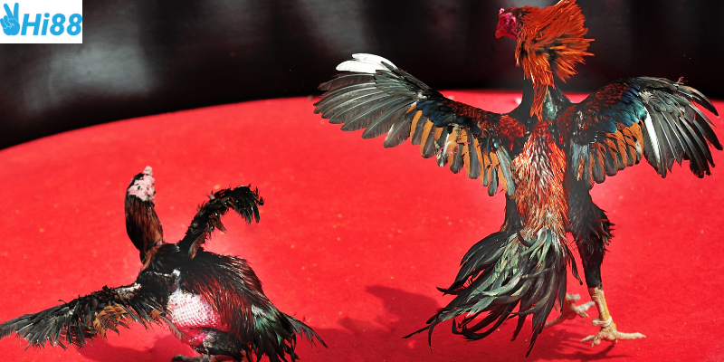 Nhiều thể loại cược hấp dẫn