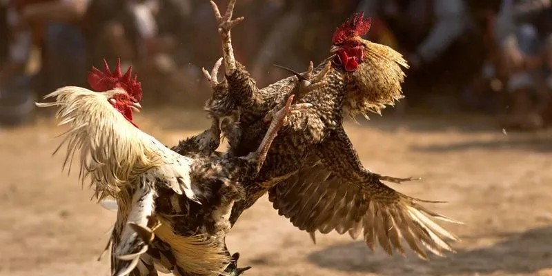 Một số loại cược đá gà được yêu thích 