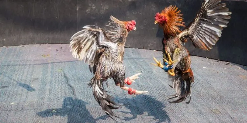 Cách thức hoạt động trong đá gà