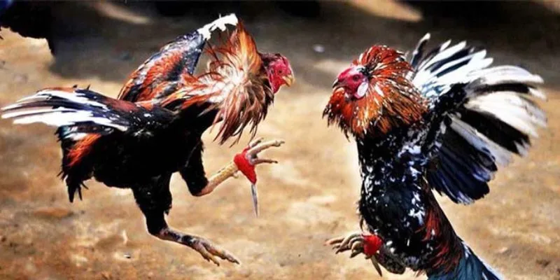 Quy trình chi tiết về cách soi kèo đá gà