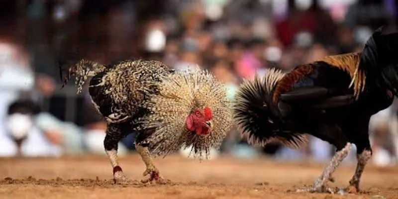 Bí kíp đọc tỷ lệ kèo đá gà hiệu quả